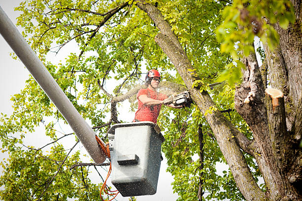 How Our Tree Care Process Works  in  Kenton, TN